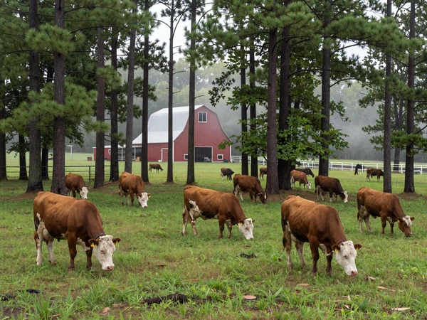 East Texas Piney Woods cattle ranch with pine trees and green pasture for rural dating