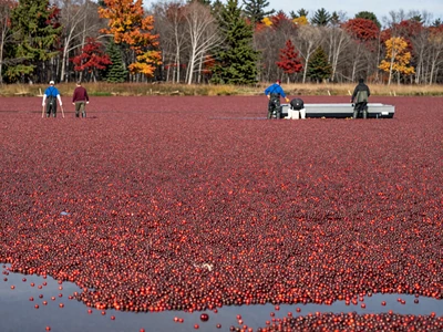 Massachusetts cranberry bog harvest with red berries floating for New England farm dating