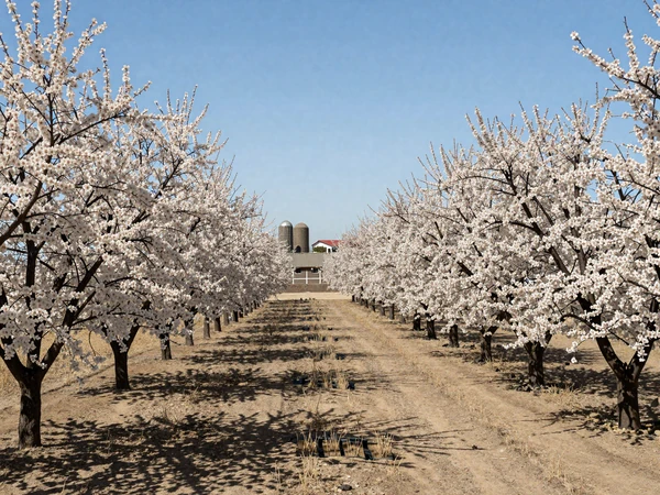 Almond orchard in full bloom in California Central Valley with farmhouses and silos in distance