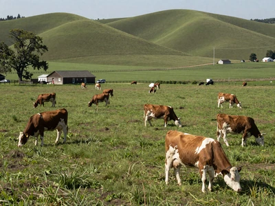 Ohio dairy farm with green pastures - explore Ohio farmers dating