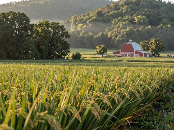 Arkansas rice paddies and Ozark foothills for Arkansas farmers dating