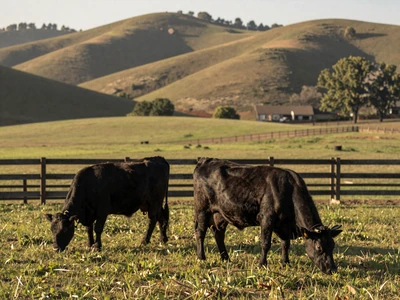 Black Angus cattle grazing on green Alabama pasture with wooden fence and rolling hills