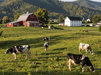 Vermont dairy farm with rolling green hills and Red barn for New England farmers dating