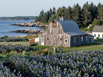 Maine coastal farm with blueberry fields and rocky coastline - Maine farmers dating