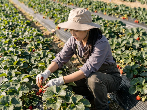 Asian American woman farmer harvesting strawberries in a California field during morning light