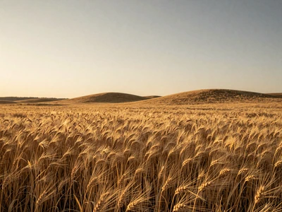 Kansas golden wheat field at sunset in the Flint Hills - Kansas farmers dating