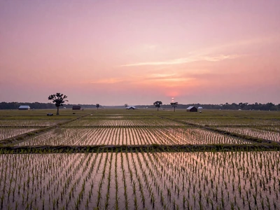 Arkansas rice paddy fields in the Delta region at dawn - Arkansas farmers dating