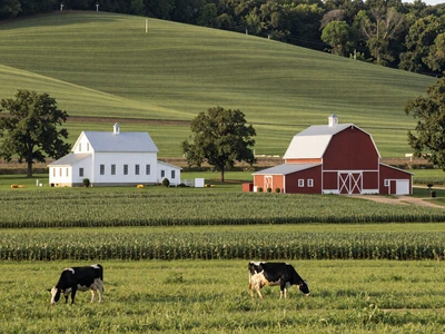 Ohio farm landscape with dairy cows - Ohio farmers dating
