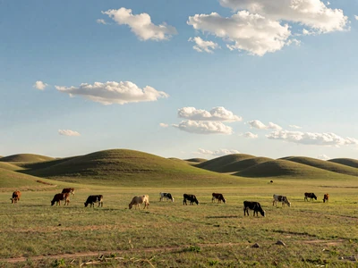 Nebraska Sandhills with cattle grazing under wide blue sky - Nebraska farmers dating