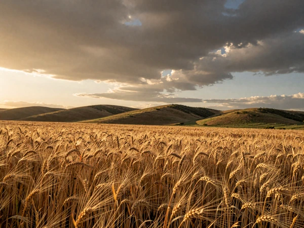Kansas wheat field at sunset in the Flint Hills for Kansas farmers dating